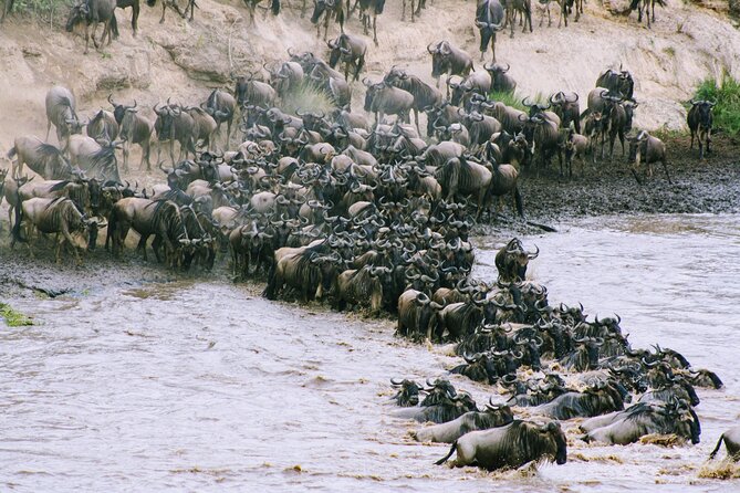 Private 7 Days Kenya Safari Amboseli, Naivasha, Nakuru, Mara - Lake Nakuru: birdwatcher heaven plus rhino and Rothschild giraffe chances