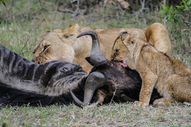 Private 7 Days Kenya Safari Amboseli, Naivasha, Nakuru, Mara - Masai Mara: Big Five energy, hippos and giraffes, and an acacia lunch break