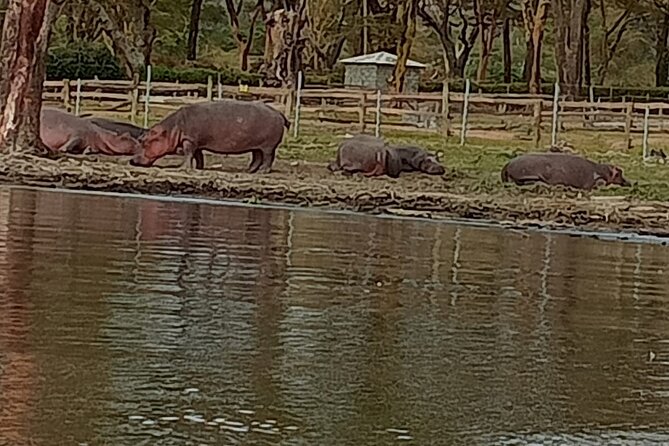 Private Day tour to Hell's Gate National Park and Lake Naivasha - Why this Hell’s Gate plus Naivasha combo works so well