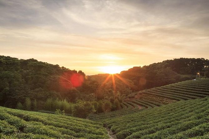 Private Day Trip to Kiambethu Tea Farm in Limuru from Nairobi - Kiambethu Tea Farm tour: 1910 roots, walking pace, and wildlife odds