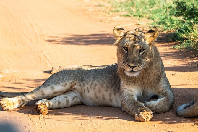 Private full day tour to Tsavo East National Park - Key reasons this Tsavo East day feels worth it