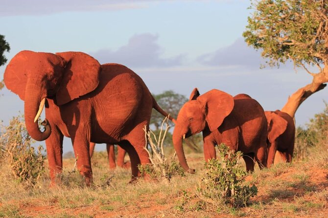 Private full day tour to Tsavo East National Park - Second game drive and Big Five odds in Tsavo East