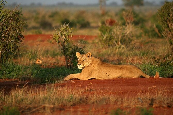 Private full day tour to Tsavo East National Park - Wildlife you can reasonably expect to spot