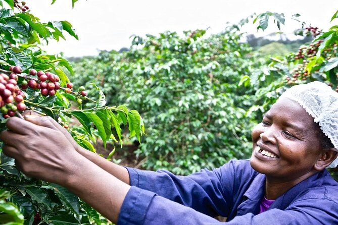 Private Half-Day Tour in Fairview Coffee Farm from Nairobi - Key Points Worth Your Time