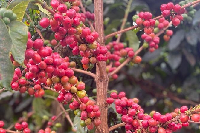 Private Half-Day Tour in Fairview Coffee Farm from Nairobi - Getting There From Nairobi With 8:30 Pickup and Karura Forest Views