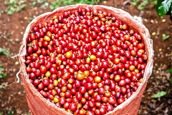 Private Half-Day Tour in Fairview Coffee Farm from Nairobi - Plantation Walk: Nursery, Harvesting, and the Farming Steps That Matter