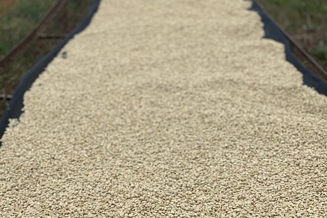 Private Half-Day Tour in Fairview Coffee Farm from Nairobi - Drying Areas and Processing: Where Flavor Starts Taking Shape
