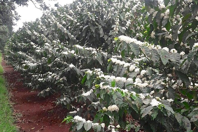 Private Half-Day Tour in Fairview Coffee Farm from Nairobi - Shopping for Farm Products and Taking Your Last Cup Away