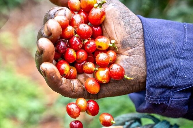 Private Half-Day Tour in Fairview Coffee Farm from Nairobi - Entering Fairview Coffee Estate and Getting Oriented at the Visitor Area