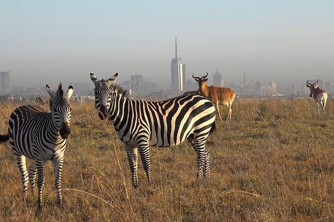 Private Half Day Tour in Nairobi National Park Safari - Key Highlights Worth Your Focus