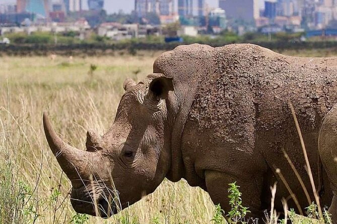 Private Half Day Tour in Nairobi National Park Safari - The Game Drive: What You Can Expect to See (And Why the Timing Helps)