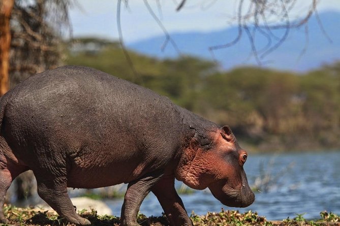 Private Layover Tour to Hells Gate National park with Optional Boat Ride - Price and overall value for a Nairobi layover day