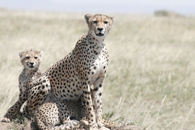 Private Mini Safari Tour in Nairobi - Nairobi National Park: The short-drive safari inside a city