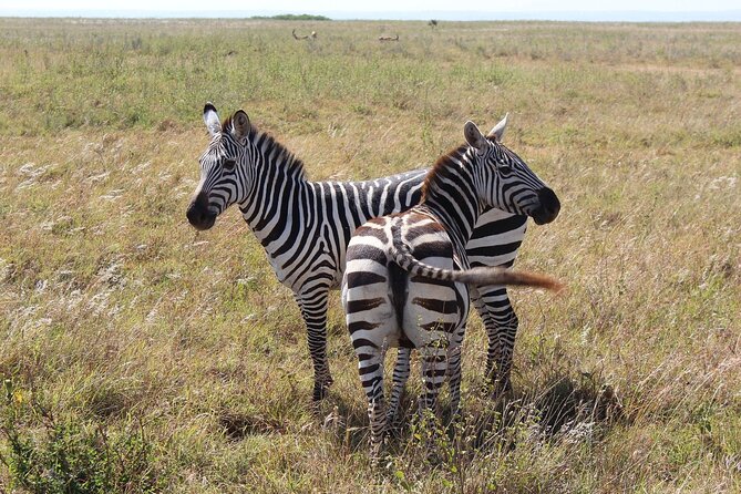 Private Mini Safari Tour in Nairobi - Timing matters, and early mornings help your odds