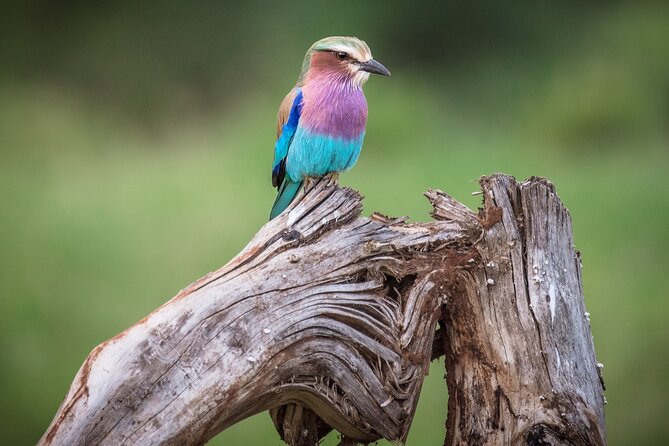 Private Mini Safari Tour in Nairobi - Guides and service quality, from Maurice to Carlos