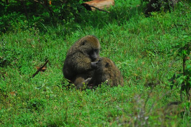 Private Mini Safari Tour in Nairobi - What is not included, and how to plan around it