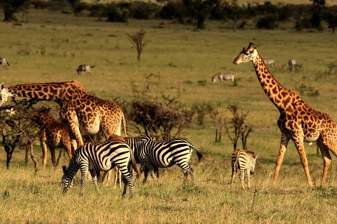 Private Morning Safari to Nairobi National Park & Giraffe Center - Nairobi National Park Game Drive: Morning Chances for Rhinos and Lions