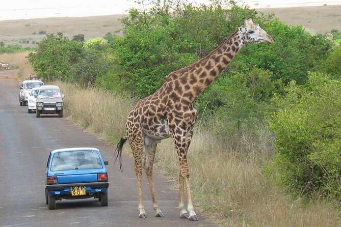 Private Morning Safari to Nairobi National Park & Giraffe Center - Who This Private Morning Safari Suits Best
