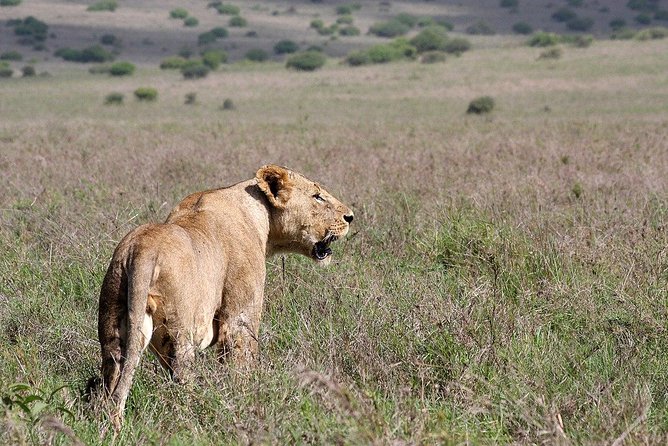 Private Morning Safari to Nairobi National Park & Giraffe Center - The Giraffe Centre: Rothschild Giraffes and Conservation You Can Actually See