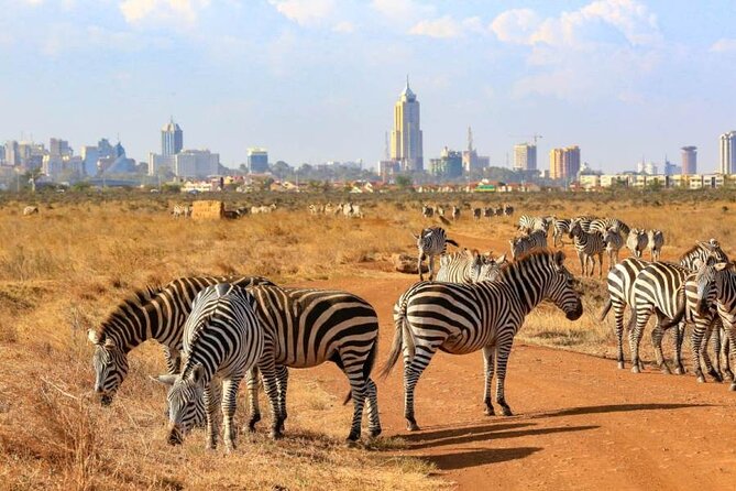 Private Nairobi National Park Day Tour - Nairobi National Park in a single day, without the long haul