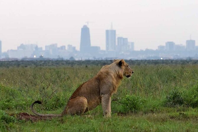 Private Nairobi National Park Day Tour - The guide makes or breaks a short safari