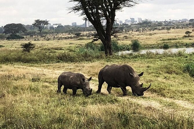 Private Nairobi National Park Day Tour - Big Five without elephants: how to think about the odds