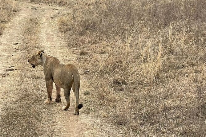 Private Nairobi National Park Day Tour - Budgeting realistically: $130 plus park admission