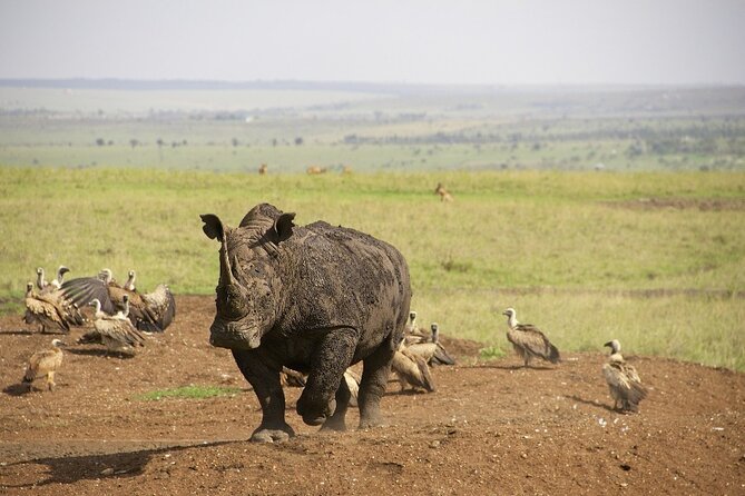 Private Nairobi National Park Day Tour - Getting to the park: Nairobi pickup and the smooth start
