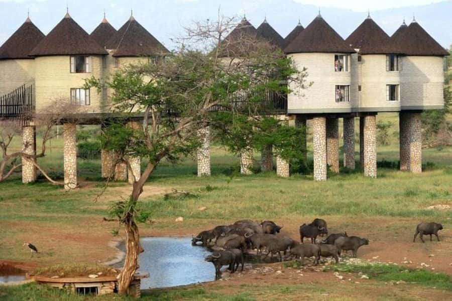 PRIVATE OVERNIGHT SALTLICK SAFARI FROM MOMBASA OR DIANI - Key highlights to know before you go