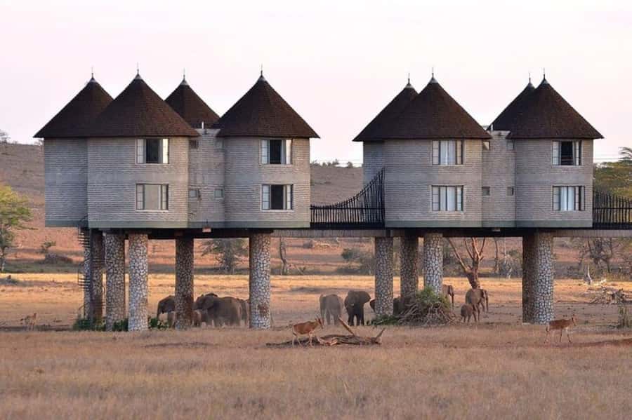 PRIVATE OVERNIGHT SALTLICK SAFARI FROM MOMBASA OR DIANI - Day 1 pickup from Mombasa or Diani, then straight into wildlife time