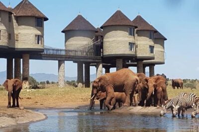PRIVATE OVERNIGHT SALTLICK SAFARI FROM MOMBASA OR DIANI