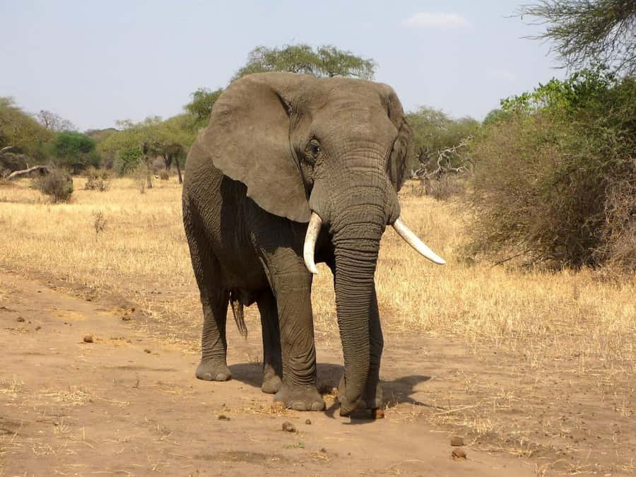 PRIVATE OVERNIGHT SALTLICK SAFARI FROM MOMBASA OR DIANI - Guides, language options, and why explanations help you see more