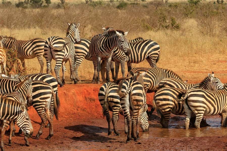 PRIVATE OVERNIGHT TSAVO EAST SAFARI FROM MOMBASA OR DIANI - The pop up roof vehicle: why it changes your game-viewing odds