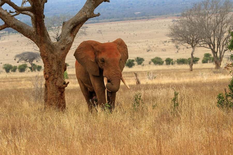 PRIVATE OVERNIGHT TSAVO EAST SAFARI FROM MOMBASA OR DIANI - Wildlife expectations that match Tsavo East’s reputation