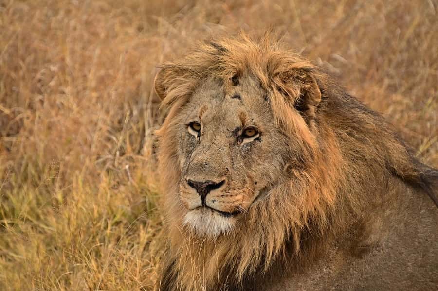 PRIVATE OVERNIGHT TSAVO EAST SAFARI FROM MOMBASA OR DIANI - Who this private Tsavo East safari is for