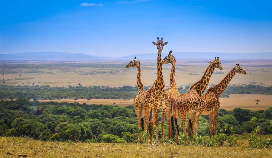 Private Safari Day-Tour in Amboseli National Park - Price and what you need to budget for entrance fees and drinks