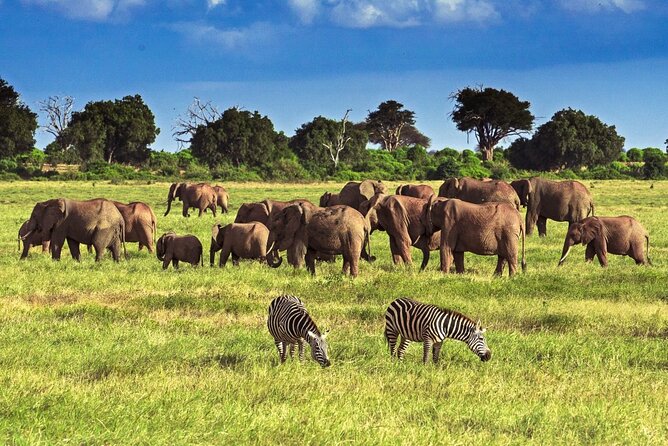 Private Tour of Tsavo East National Park from Mombasa - Key highlights you should care about