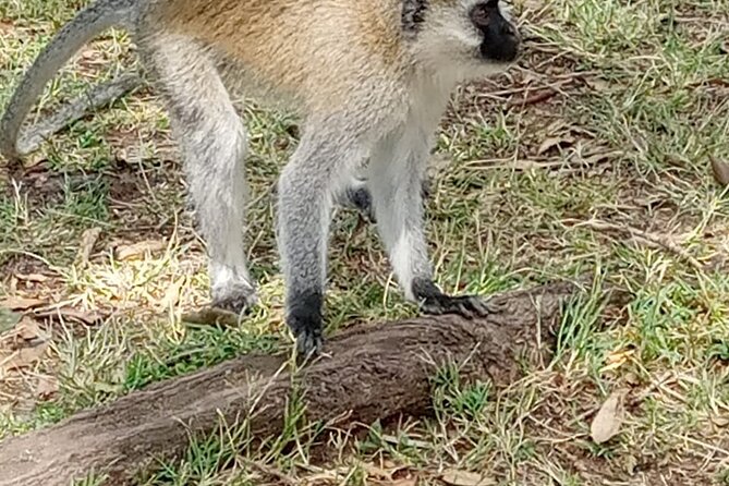 Private Tour of Tsavo East National Park from Mombasa - Beyond elephants: what species you might spot