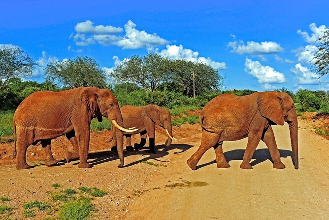 Private Tour of Tsavo East National Park from Mombasa - Guides, punctual pickup, and service that feels organized