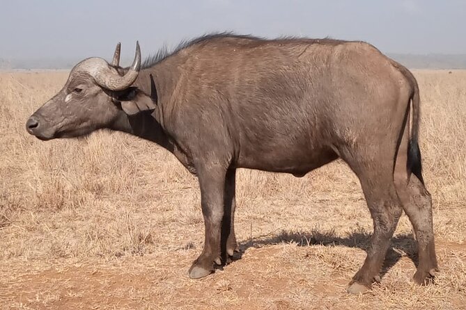 Private Tour of Tsavo East National Park from Mombasa - Price and value: is $260 per person fair?