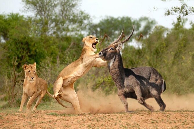 Private Tour of Tsavo East National Park from Mombasa - Entering Tsavo East: Bachuma Gate and the swampy loop side