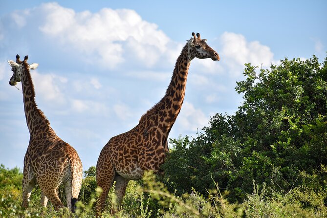 Private Tour Safari To Nairobi National Park - Nairobi National Park Safari: City Skyline Meets Big Wildlife