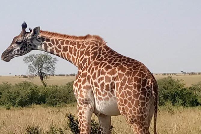 Private Tour Safari To Nairobi National Park - The Guide Makes the Safari: Black Santa’s Style of Spotting and Pacing