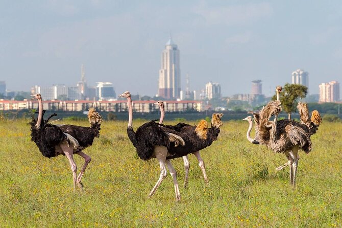 Private Tour Safari To Nairobi National Park - Inside the Park Drive: Grass Plains, Spotlight Scanning, and Endangered Species