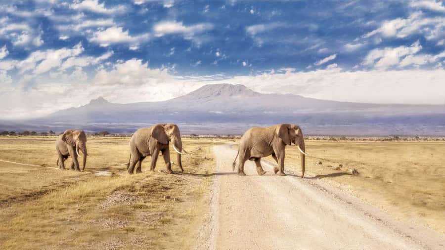Private Tour to Amboseli National Park - Who this private tour suits best in Amboseli