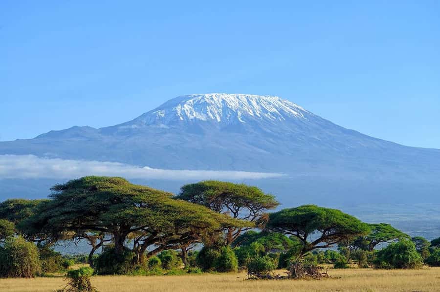 Private Tour to Amboseli National Park - Game drive focus: elephants to cheetahs, plus bird watching