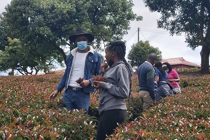 Purple Tea Farm Tour from Nairobi City - Specialty Tea Tasting - Key highlights you’ll feel right away