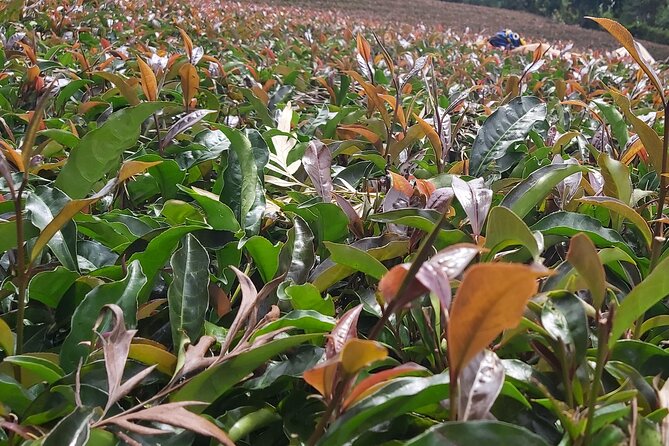 Purple Tea Farm Tour from Nairobi City - Specialty Tea Tasting - Why this purple tea farm tour is worth your time