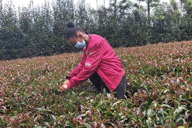 Purple Tea Farm Tour from Nairobi City - Specialty Tea Tasting - Buying tea leaves at the factory mill: what to do with your new taste