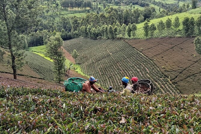 Purple Tea Farm Tour from Nairobi City - Specialty Tea Tasting - How the 9-hour timing actually feels